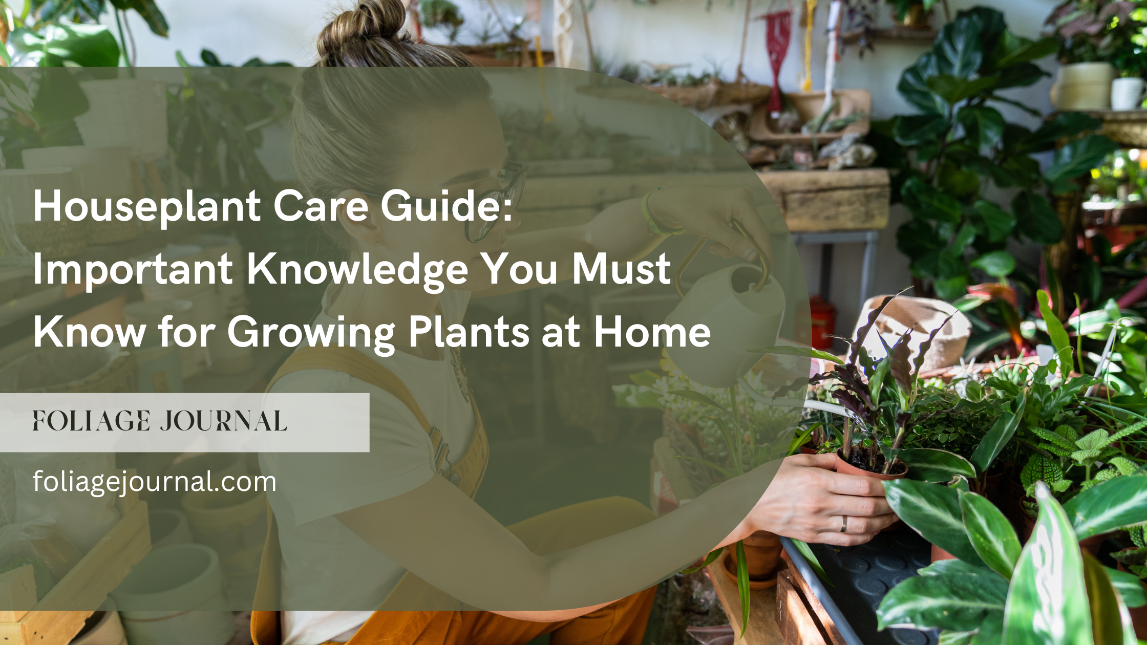 houseplant care guide