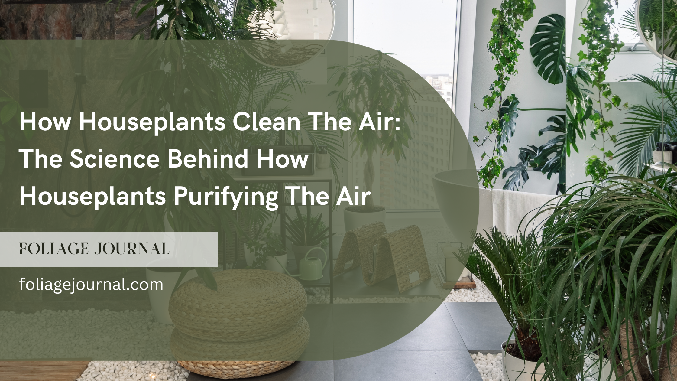 how houseplant clean the air