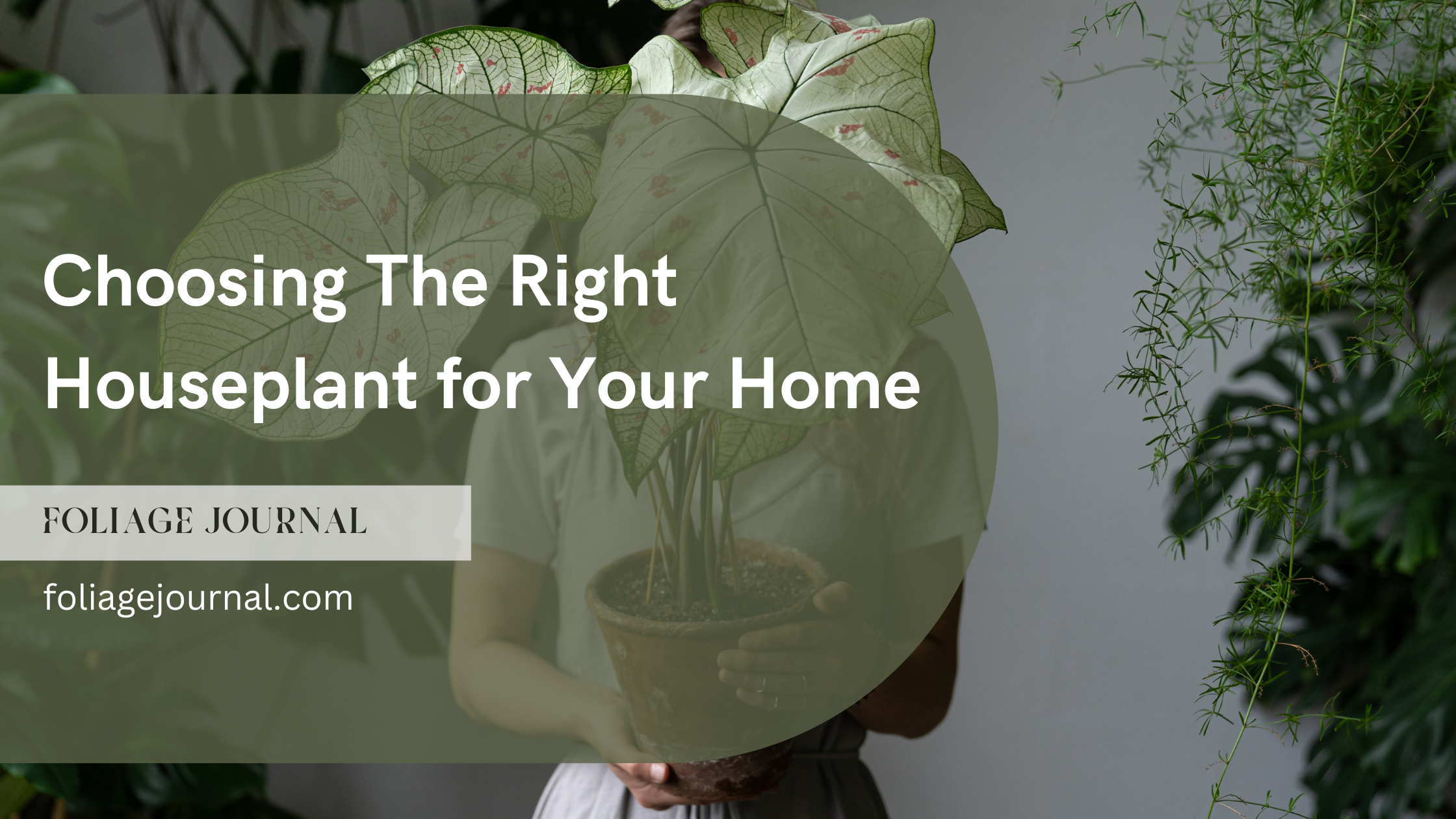 how to choose the right houseplant