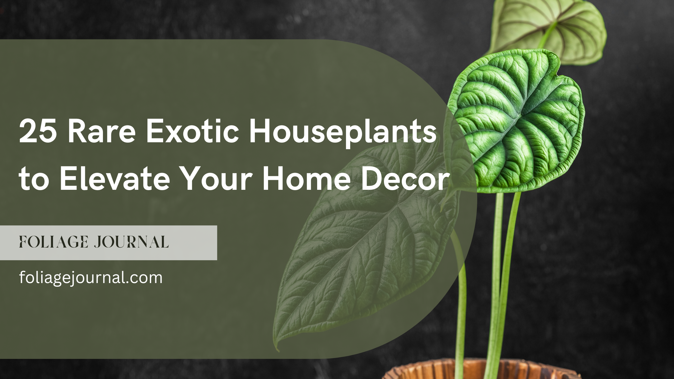 rare exotic houseplants