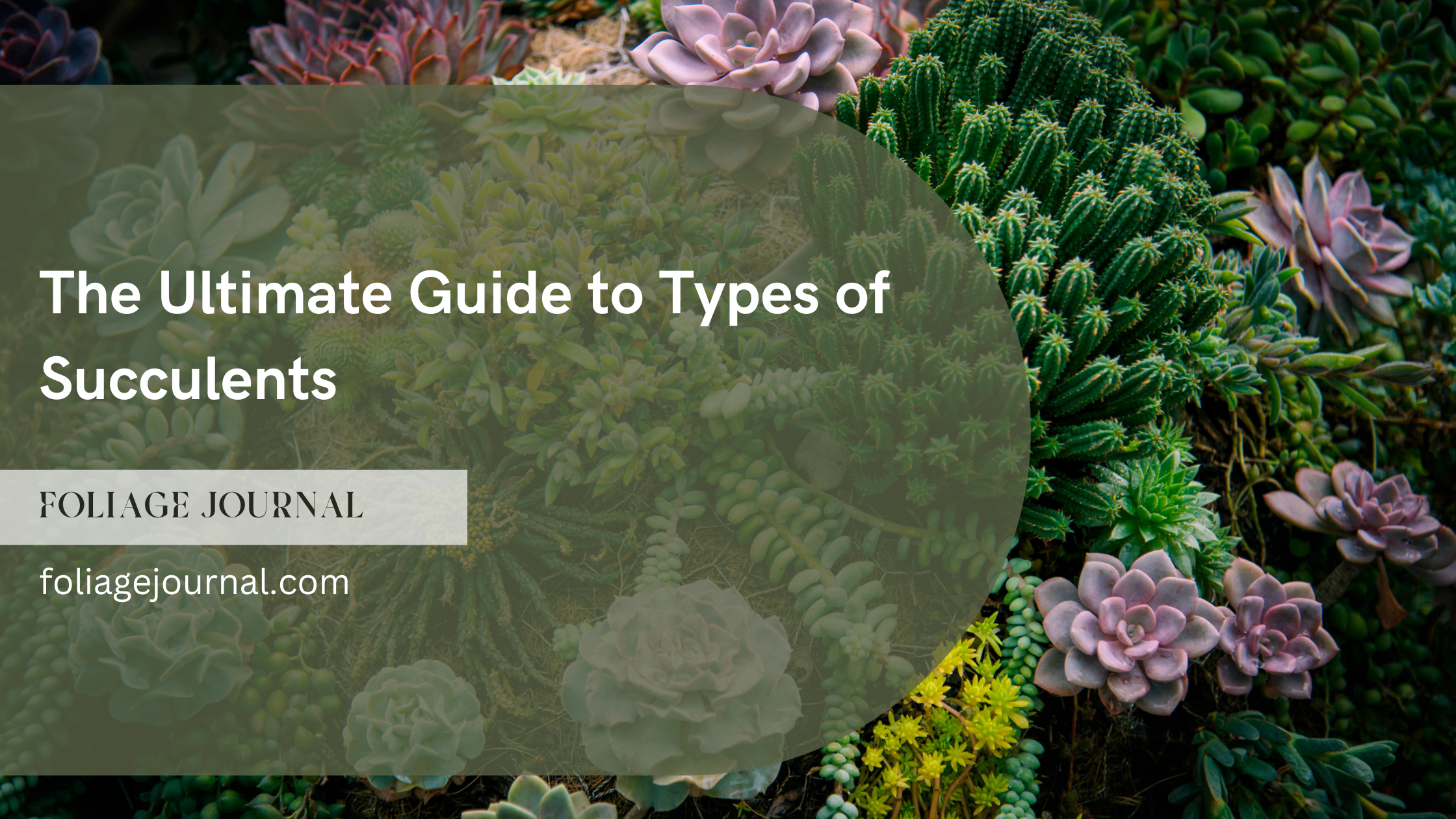 types of succulents