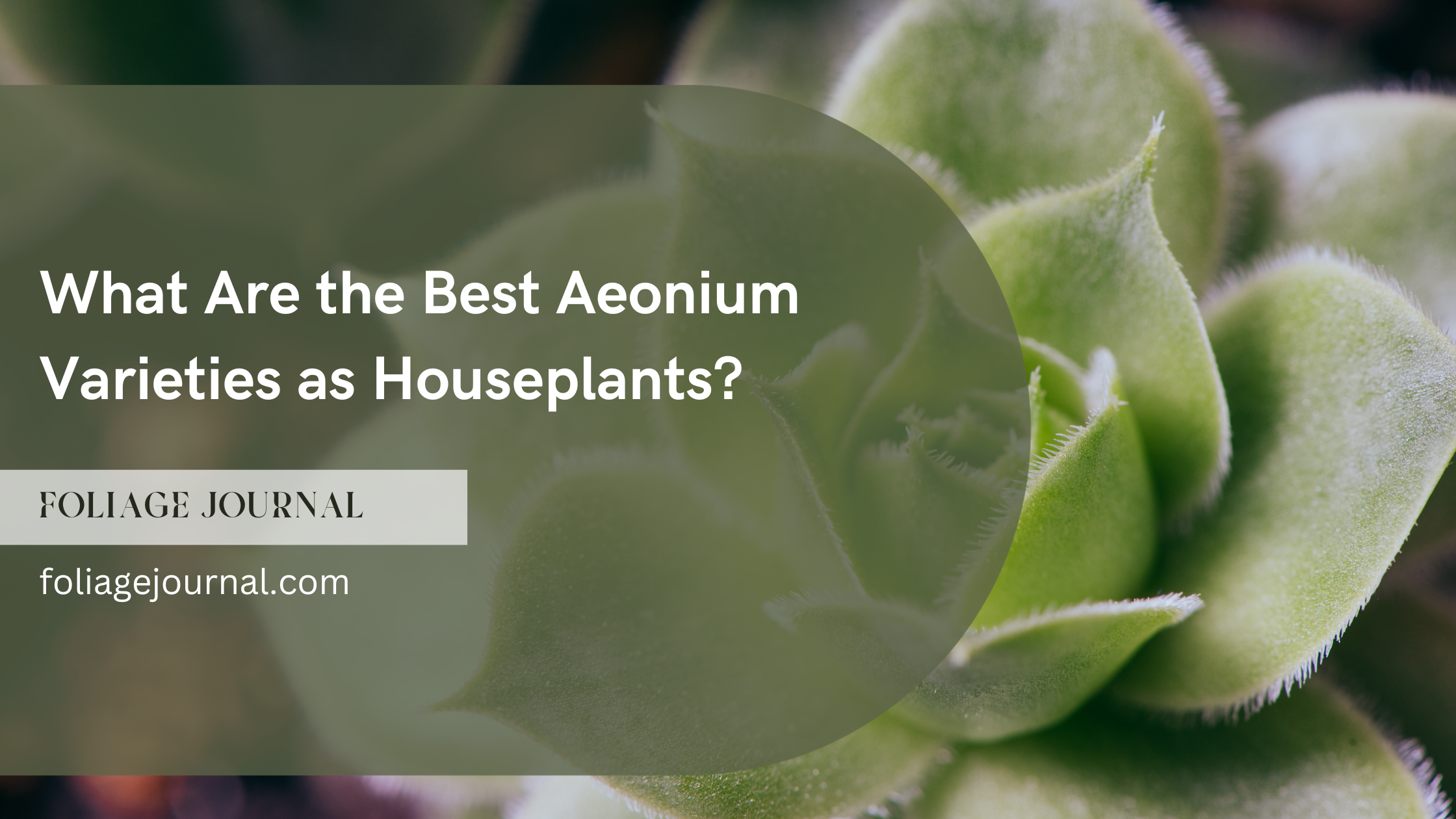 What Are the Best Aeonium Varieties as Houseplants