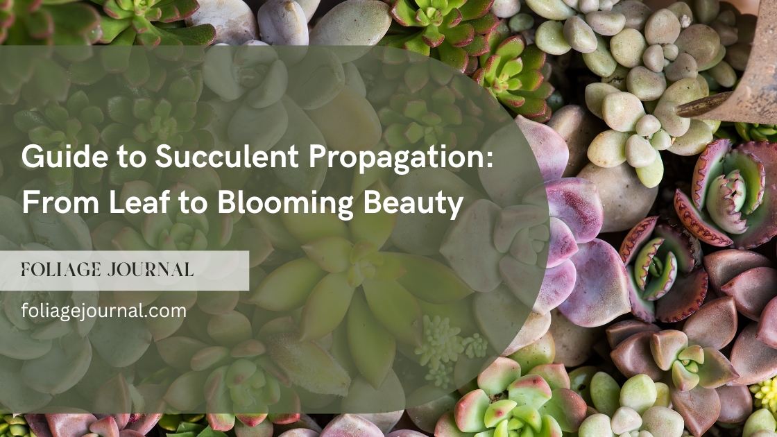 guide to succulent propagation