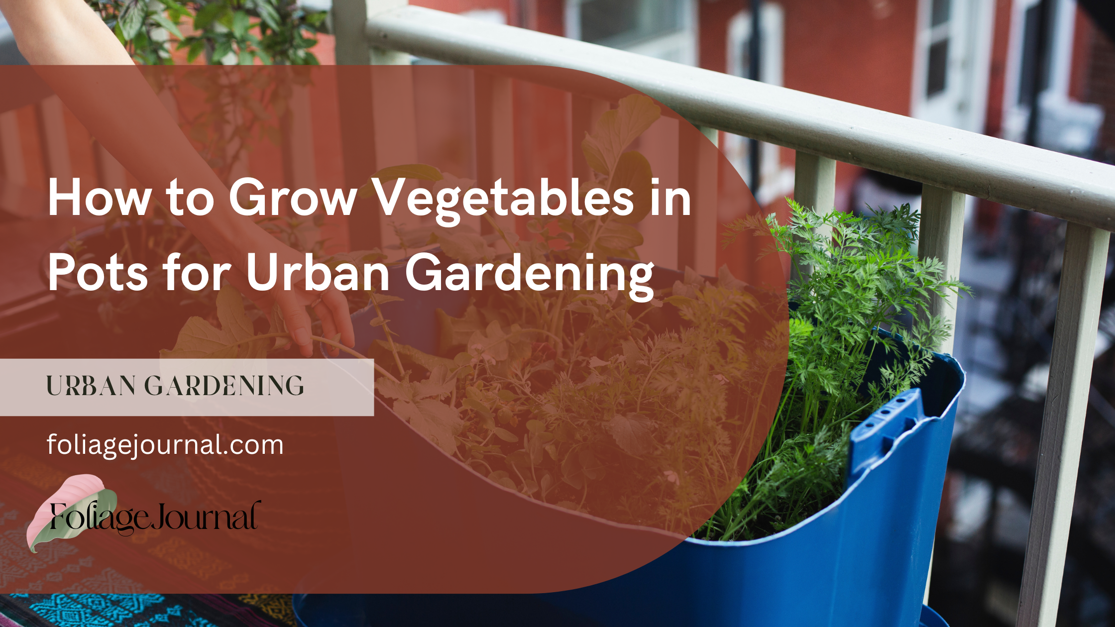 How to Grow Vegetables in Pots for Urban Gardening