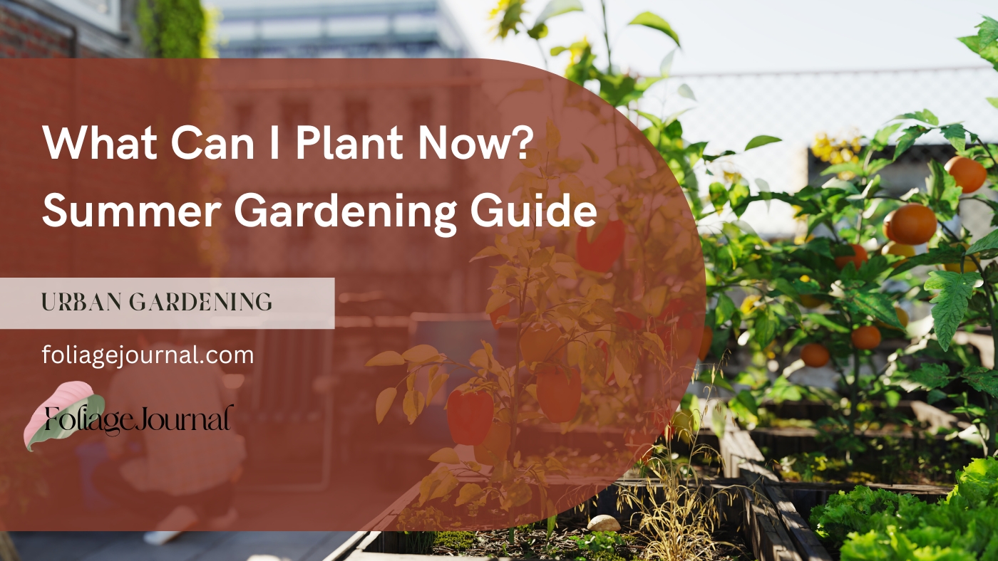 What Can I Plant Now? Summer Gardening Guide