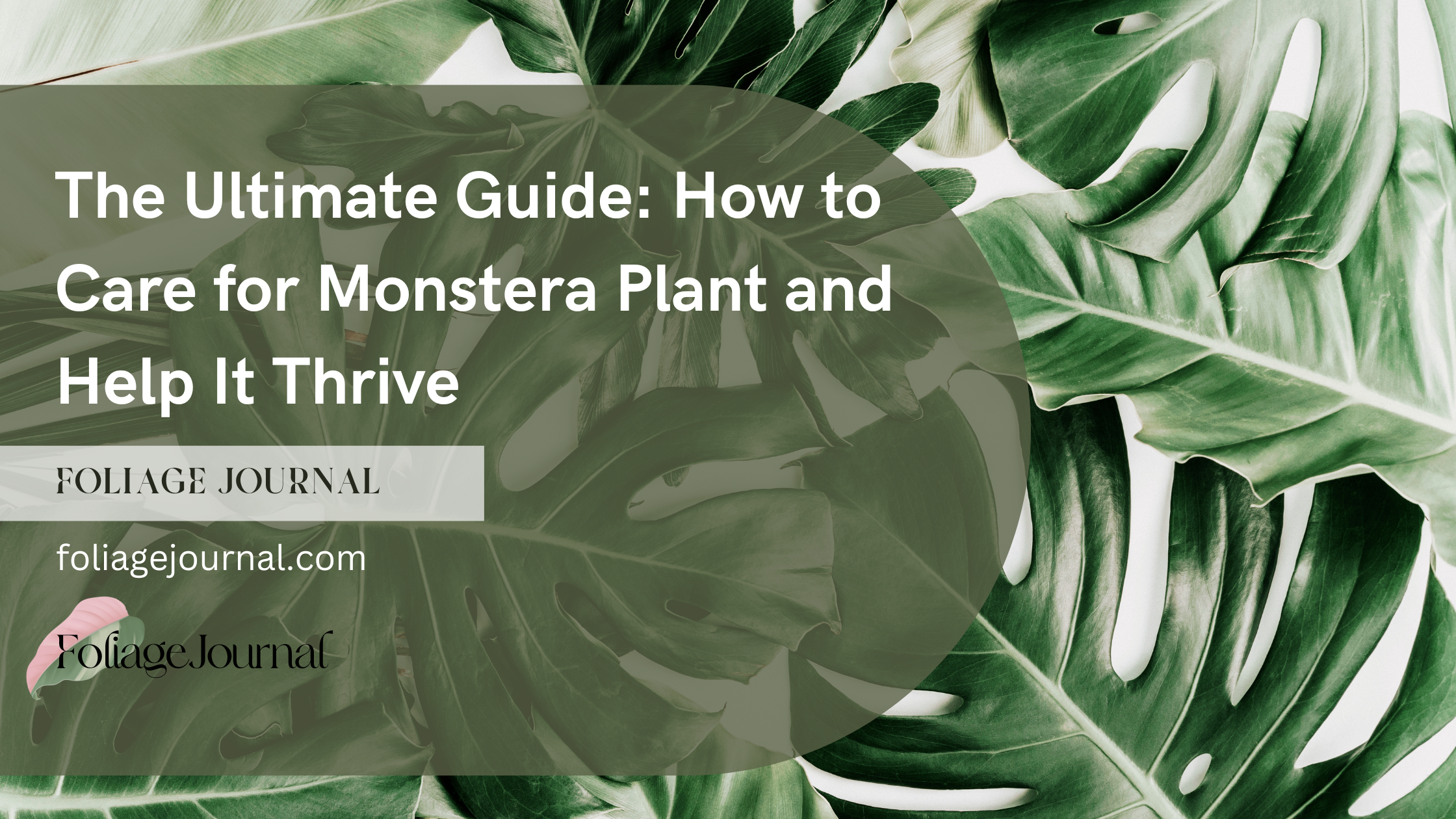 How to care for monstera